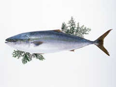 鮨 竹春 - 旬のお魚1