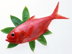 鮨 竹春 - 旬のお魚1